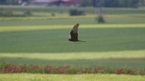 Comme le busard cendré niche au sol dans les parcelles de céréales à paille, les nids peuvent être involontairement détruits lors de la moisson. © G. BROUARD/LPO AURA